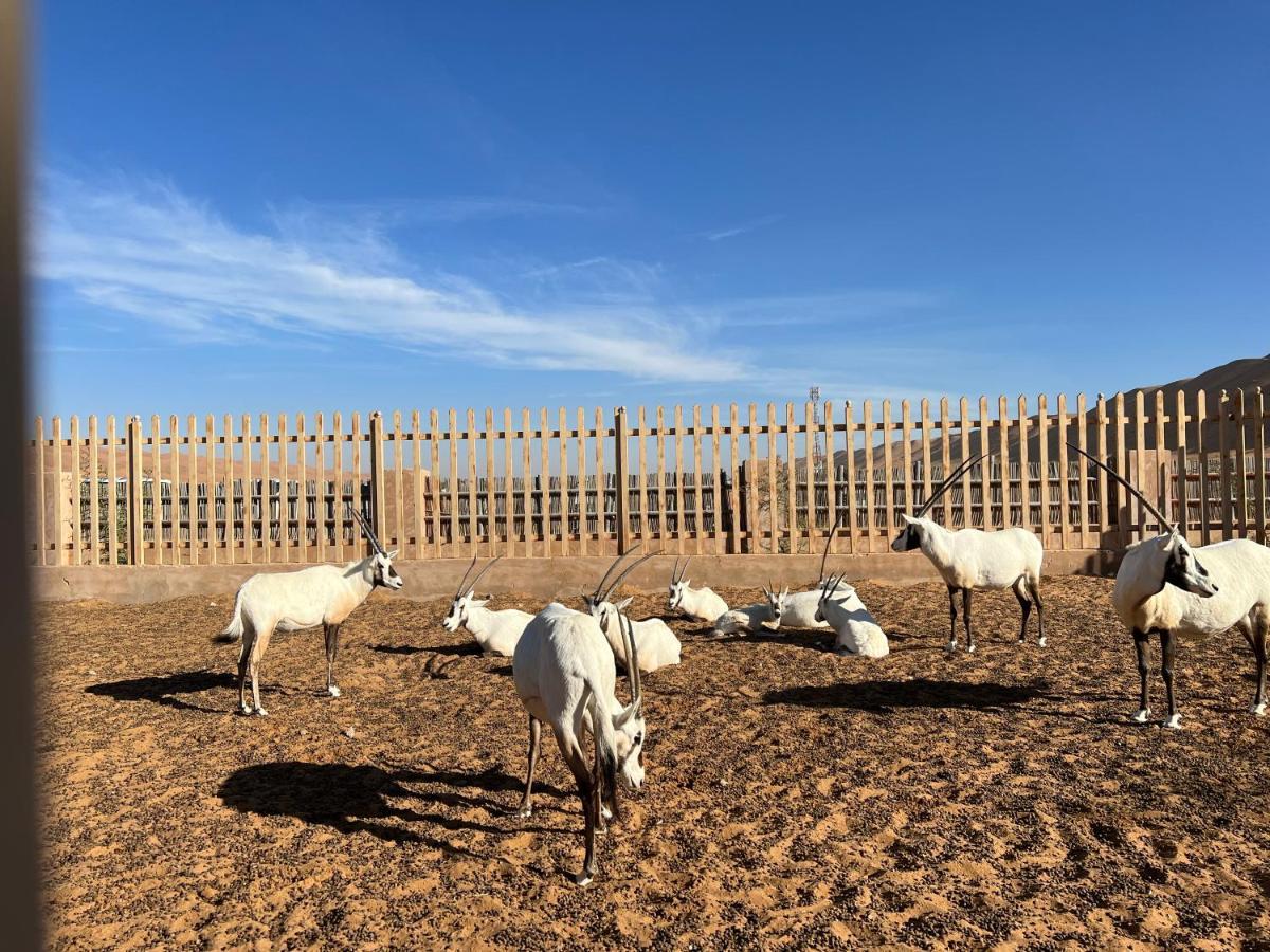 Tente de luxe Arabian Oryx Camp 3*